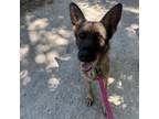 Adopt Omni a German Shepherd Dog