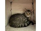 Adopt Cheeseburger a Domestic Short Hair