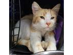 Adopt Goldie a Domestic Short Hair