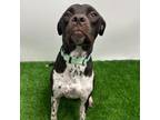 Adopt Delta a Hound