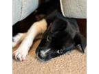 Adopt Freyja a Pit Bull Terrier