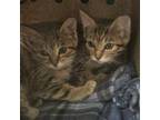 Adopt Barncat Bindi a Domestic Short Hair