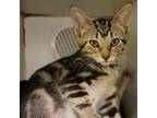 Adopt Deadpool (& Wolverine) a Domestic Short Hair