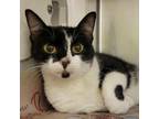 Adopt Mamacita a Domestic Short Hair