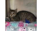 Adopt Barncat Crystal Light a Domestic Short Hair