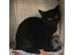 Adopt Barncat Propel a Domestic Short Hair