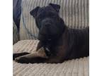 Adopt Ororo Munroe a Shar-Pei