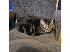 Adopt Athena (& Kato) a Domestic Short Hair