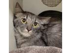 Adopt Polly a Domestic Medium Hair