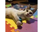 Adopt Cleo a Domestic Short Hair