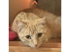 Adopt Little Debbie a Domestic Short Hair