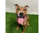 Adopt Fiona a Pit Bull Terrier
