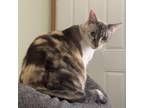 Adopt Luna a Domestic Short Hair