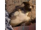 Adopt Amyable a Catahoula Leopard Dog
