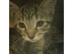 Adopt Barncat Brenda a Domestic Short Hair