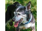 Adopt Angela a Mixed Breed