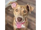 Adopt Flower a Pit Bull Terrier, American Staffordshire Terrier