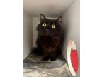 Adopt Matcha a Domestic Long Hair