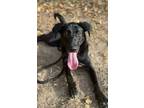 Adopt Nami a Labrador Retriever, Mixed Breed