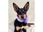 Adopt Wiggles a Australian Kelpie, Mixed Breed
