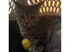 Adopt Bobbie 080602S a Domestic Short Hair