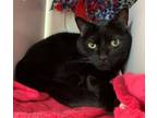 Adopt Noodle a Domestic Short Hair