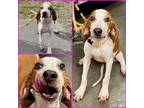 Adopt FLORIDA a Redbone Coonhound