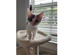 Adopt Izzy a Domestic Short Hair
