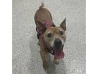 Adopt DAISEY Available NOW - ADOPTION or RESCUE! a Mixed Breed