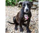 Adopt Jayda a Labrador Retriever, Hound