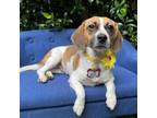 Adopt Kelly a Beagle