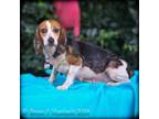 Adopt Marybelle a Beagle