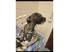 Adopt Pawson-Phillips a Mixed Breed