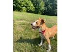 Adopt Lele- Available in Foster a Cardigan Welsh Corgi, Mixed Breed