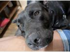 Adopt Ladybug a Pit Bull Terrier, Mixed Breed