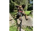 Adopt Lottie a Dutch Shepherd, Mixed Breed