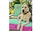 Adopt Honey Suckle - Available in Foster a Siberian Husky, Mixed Breed