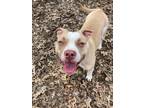 Adopt Piglet a Pit Bull Terrier