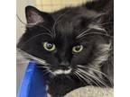 Adopt Phoenix a Domestic Long Hair