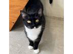Adopt Eve a Domestic Short Hair