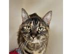 Adopt Mereleona a Domestic Short Hair