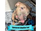 Adopt Hazel a Shar-Pei