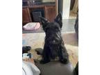 Adopt Mollie Mae a Scottish Terrier