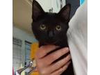 Adopt Katrina a Domestic Short Hair