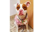 Adopt Mylee a Pit Bull Terrier, Mixed Breed