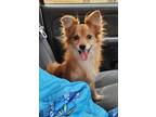 Adopt Ruby a Shetland Sheepdog / Sheltie, Mixed Breed