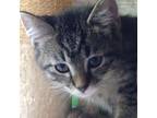 Adopt Trudy (Sherk Kitten 6) a Domestic Short Hair