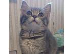 Adopt Misty (Sherk Kitten 4) a Domestic Short Hair