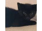 Adopt Pixie Sherk Kitten 5) a Domestic Short Hair