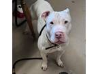 Adopt Sugar Mama a Pit Bull Terrier